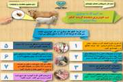 تب کریمه کنگو